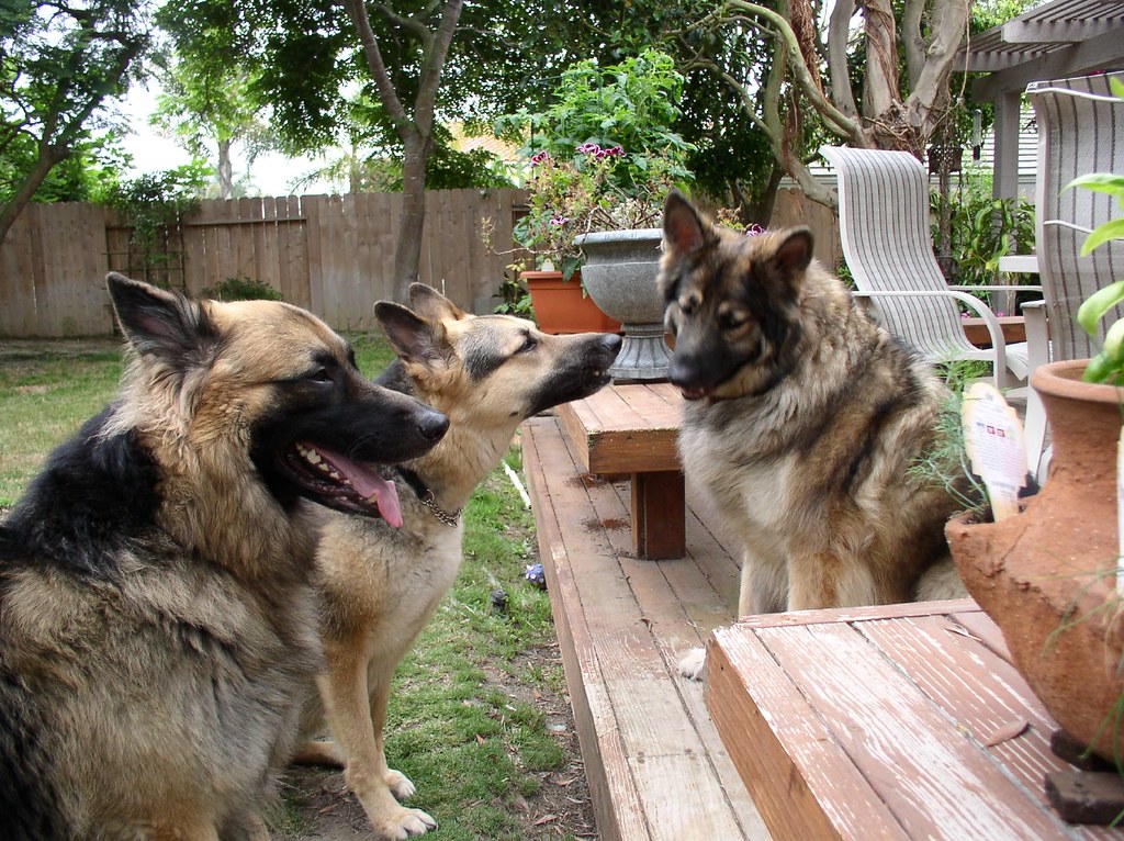 Friendly Guard Dogs! The only "guard" part about these guy… Flickr