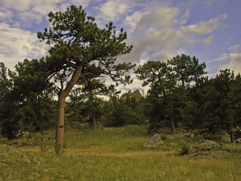 Rocky Mountain Ponderosa Pine Savannah Taken near Red Feat… Flickr
