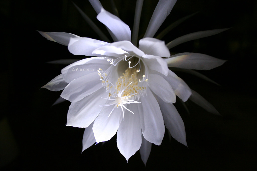 Queen of the Night This fragrant flower blooms on… Flickr