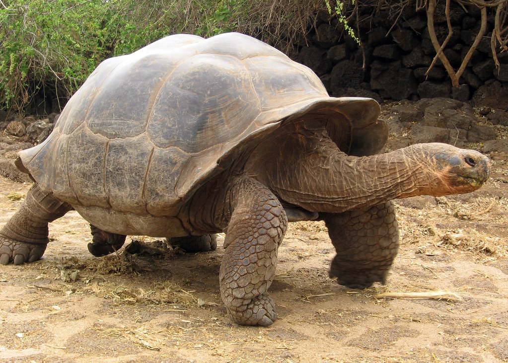 Giant Galapagos Tortoise The largest land tortoises in the… Flickr