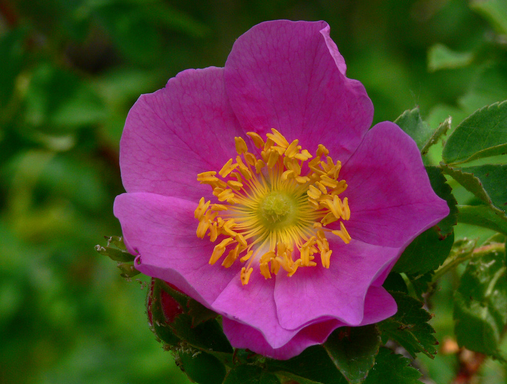 Alberta Wild Rose Brad Smith Flickr