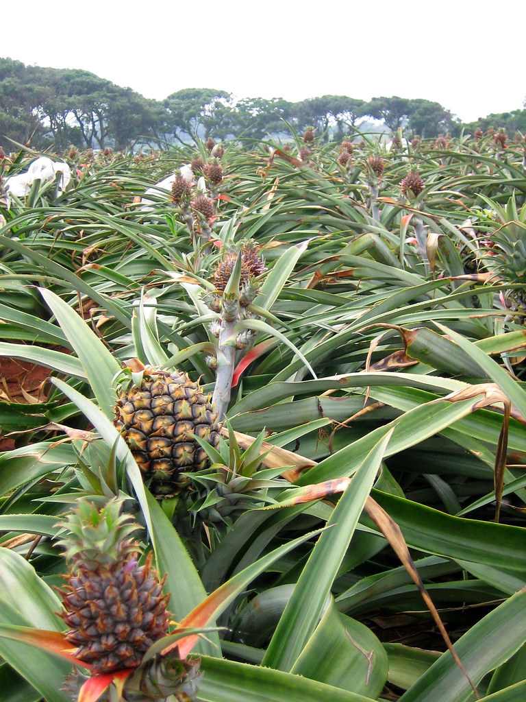 pineapple farm, okinawa Out The Submarine Window Flickr