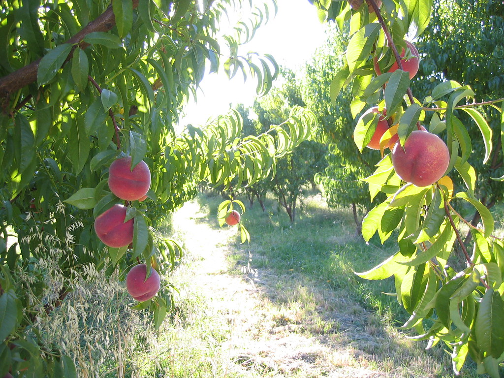 Peach farm Oregon Want to buy an amazing 25 acre organic… Flickr