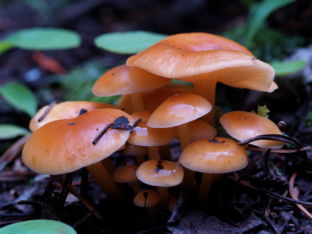 Mushrooms, near Brainard Lake, Colorado Went on a mushroom… Flickr