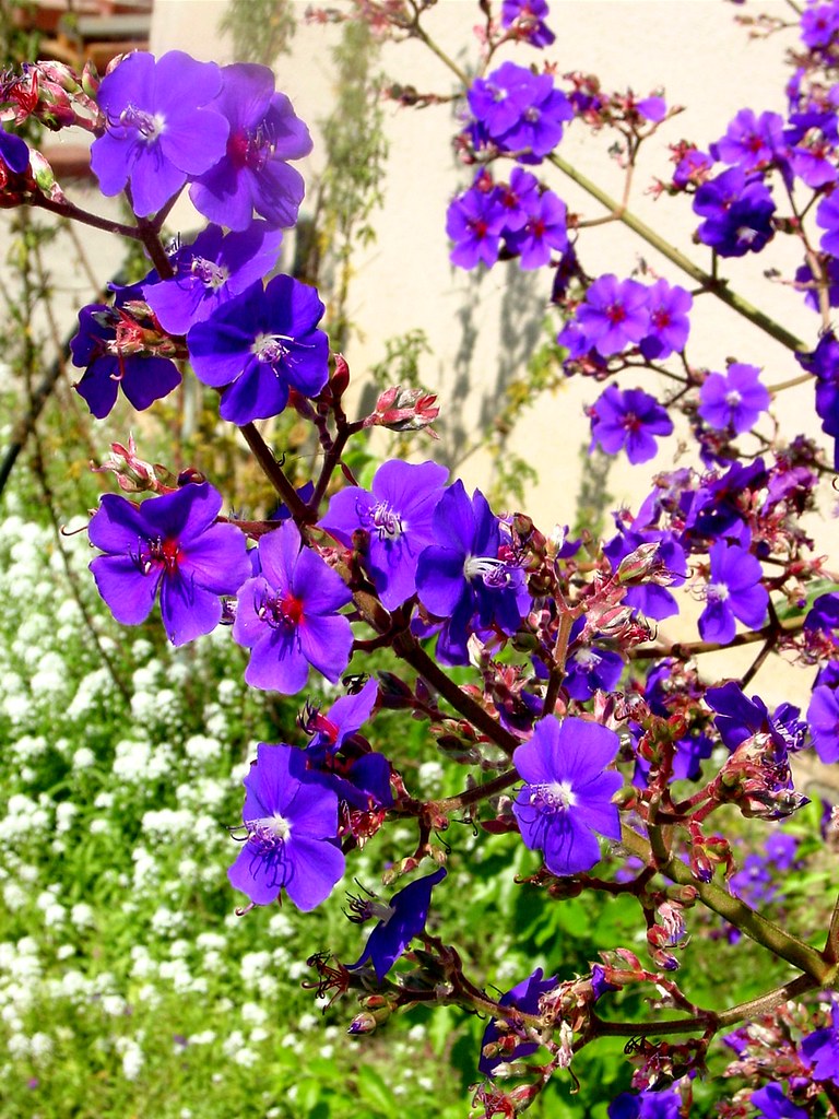 Purple flowering tree My Life As A Reluctant Housewife Flickr