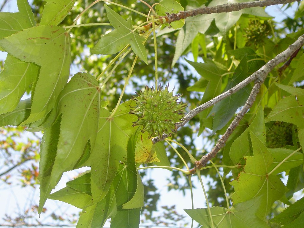 Gumball tree fruit Tabitha Flickr