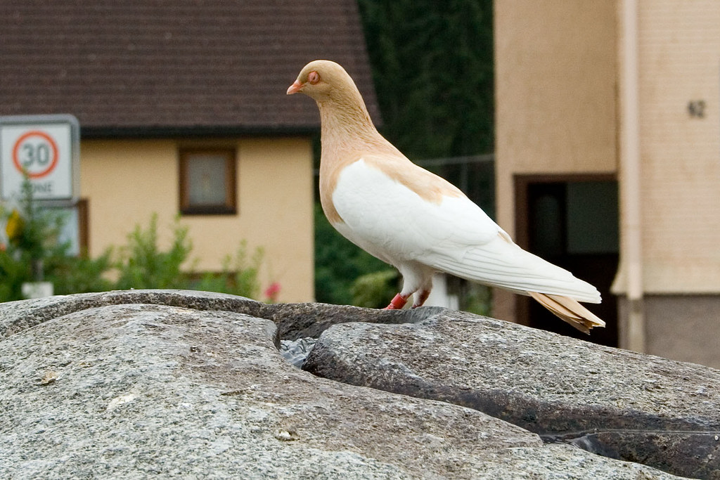 Albino Pigeon Vesa Laurila Flickr