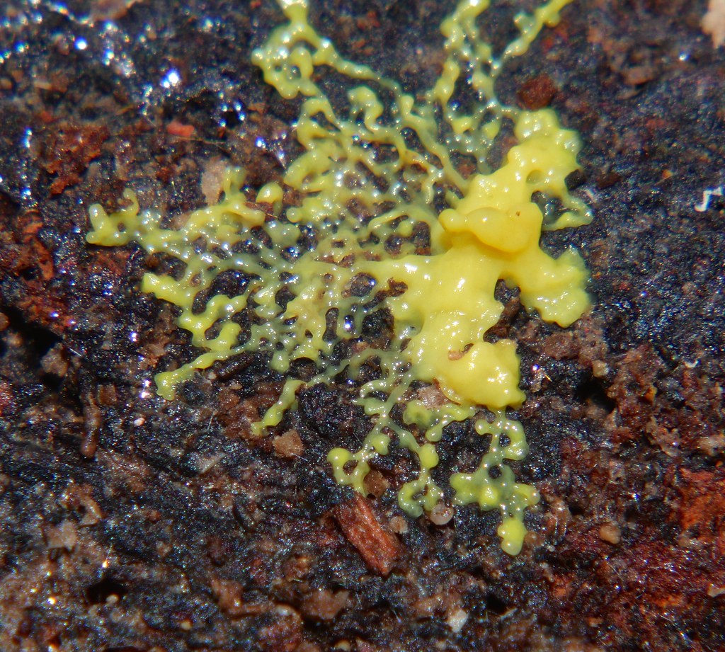New Sulphur yellow mycetozoan slime mold Physarum species … Flickr