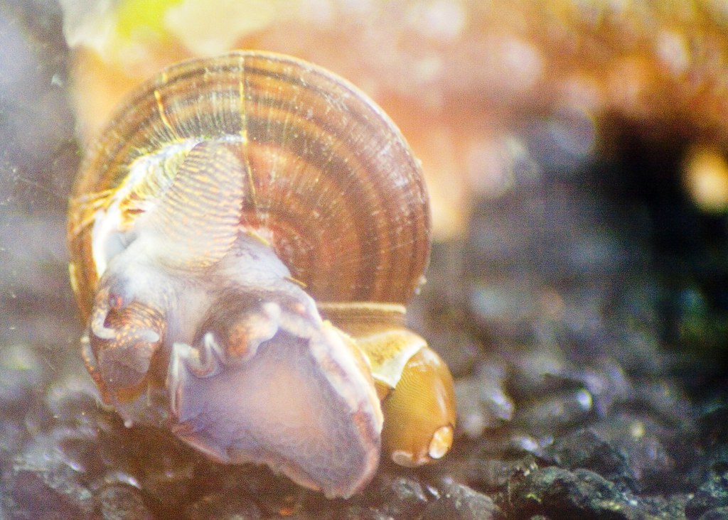 Snails Dead and Cannibal 02 This is from my fish tank. C… Flickr
