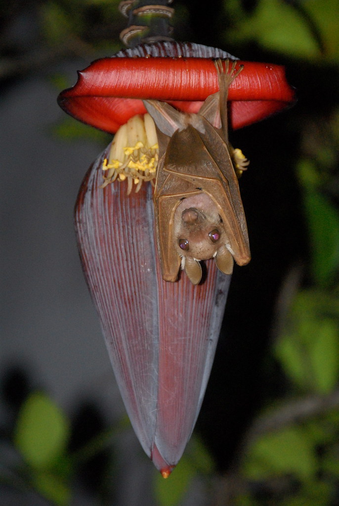 Banana Bat Every night, a little after sunset, this bat co… Flickr