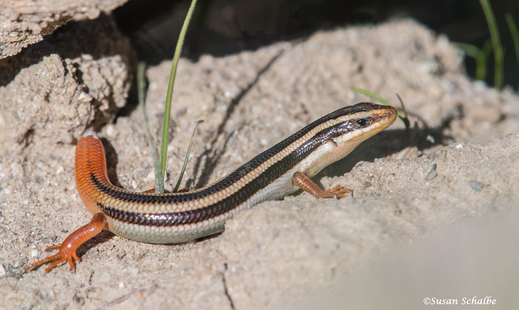 A colorful young skink Western redtailed skink (A