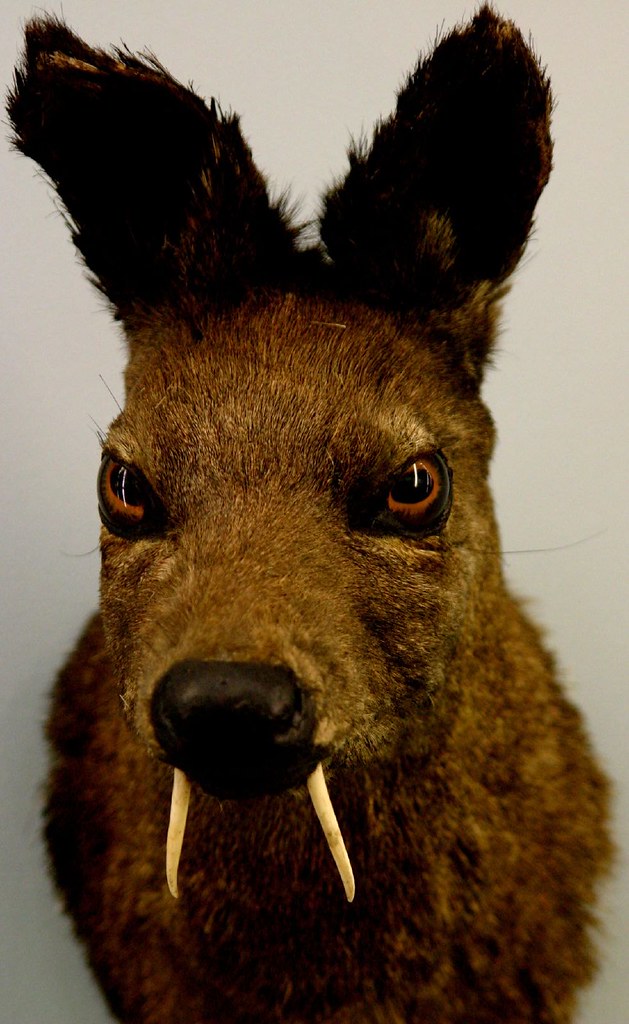 Hartley Hare A musk deer, actually, but some people will