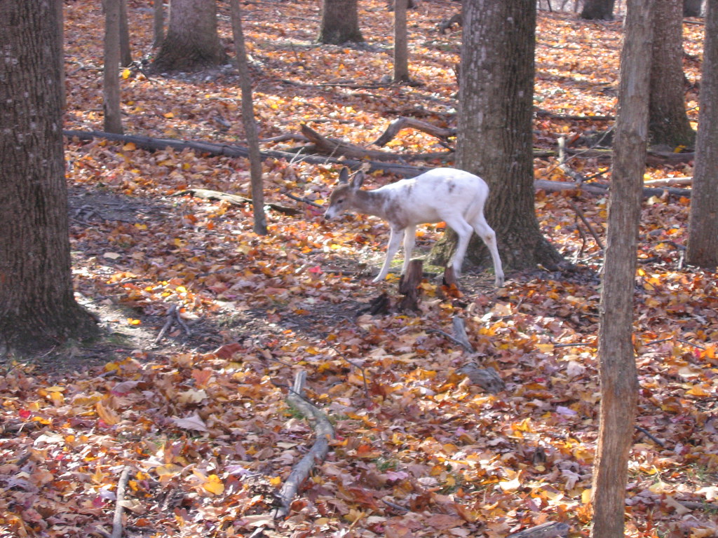 half albino whitetail deer in Cacapon State Park On the tr… Flickr