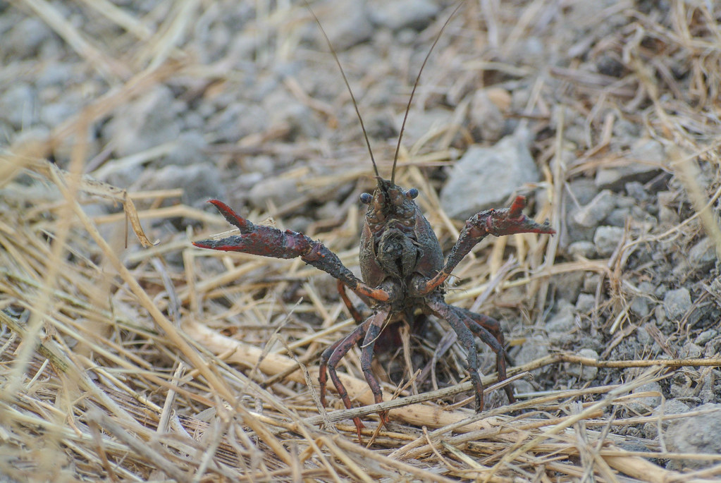 Ode to the Crawdad Crawdads (or crayfish) are an important… Flickr