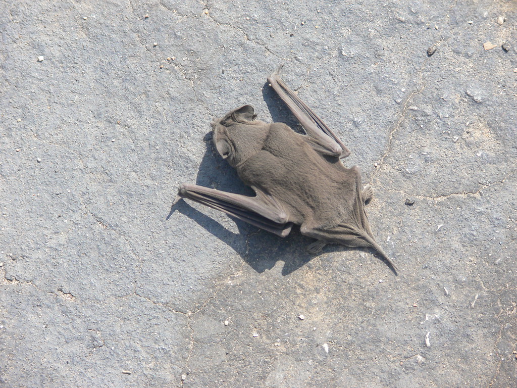bat A dead one. Found on the ground on UT campus, Austin, … Flickr