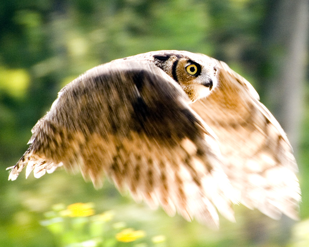 Owl Harry Potter Owl Flying at Callaway Gardens zpics Flickr