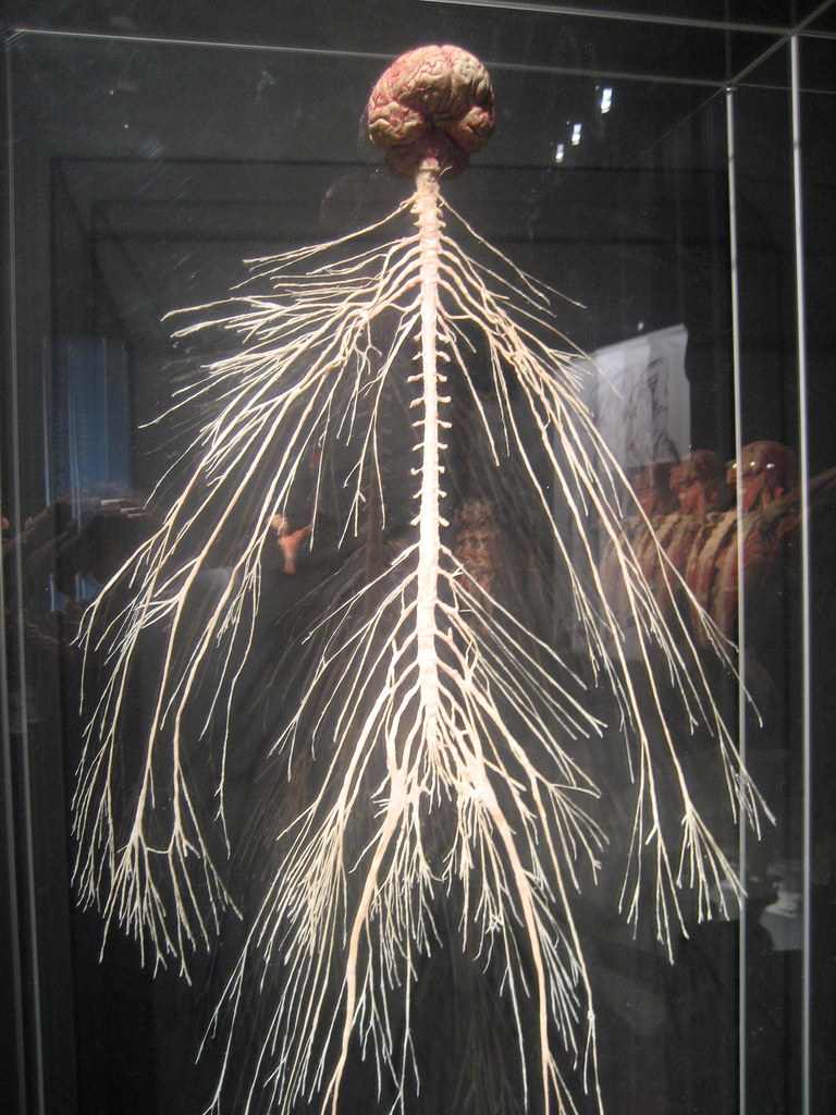 Nervous system Body Worlds Paul Lloyd Flickr