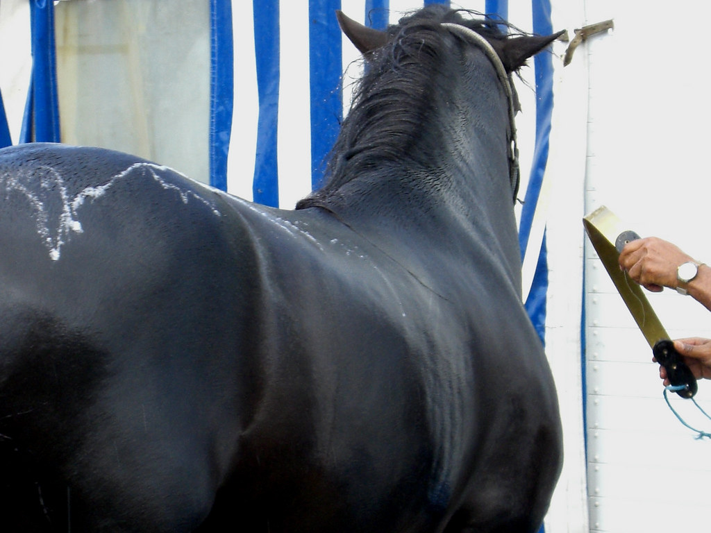 To Kill A Horse marcokalmann Flickr