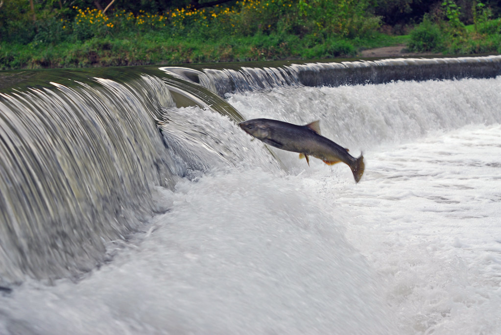 Salmon run on the Humber River 1 Every fall, the salmon … Flickr