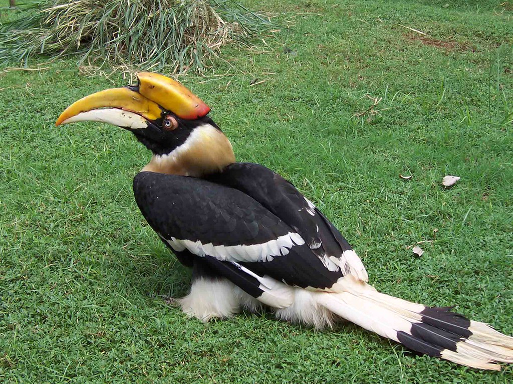 The giant hornbill The national bird of Kerala state Prasad Paul