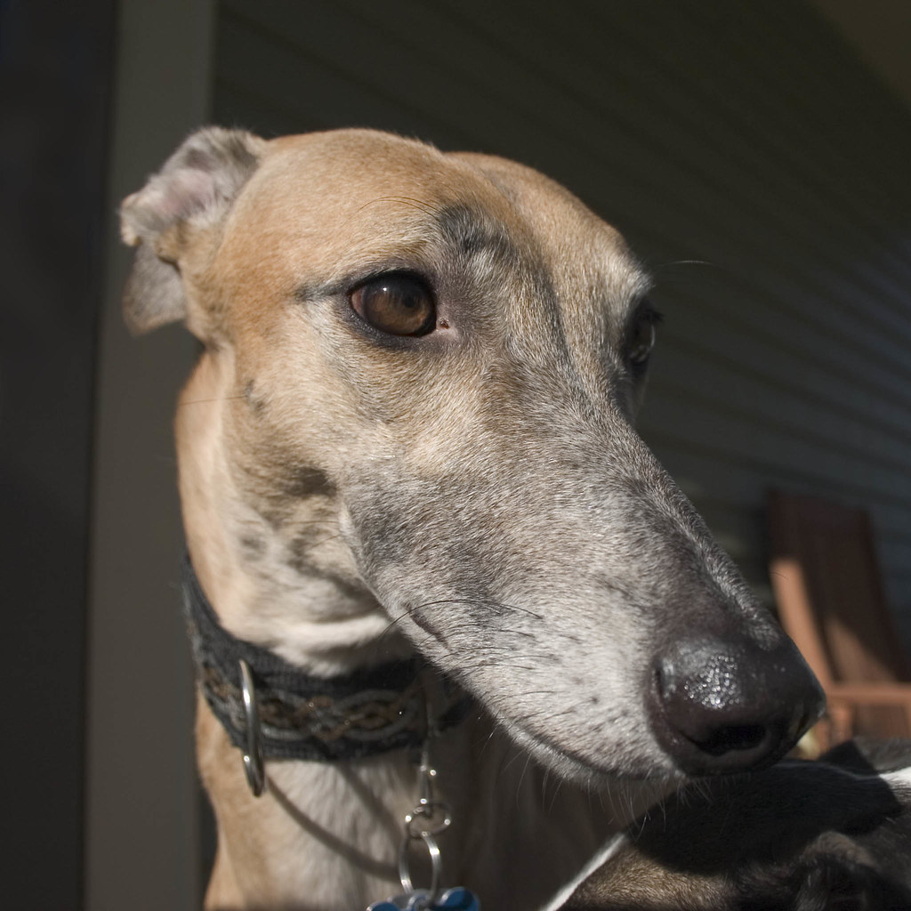 Noodle nose Dogs + wide angle lens = cute Liza Flickr