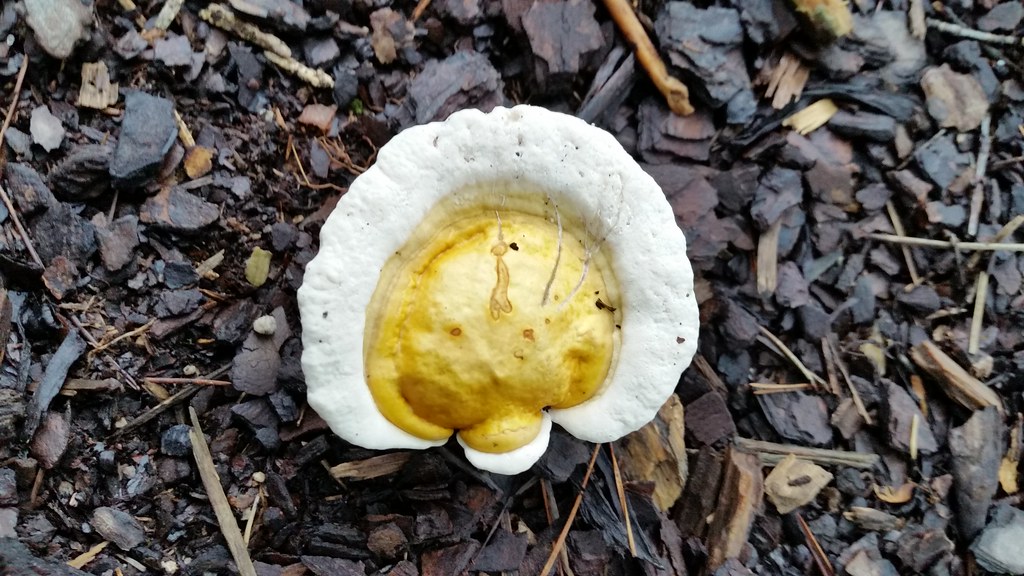 fungus looks like a fried egg Jules Perry Flickr