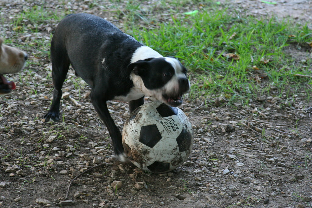 dog soccer guarding the ball David Kessler Flickr