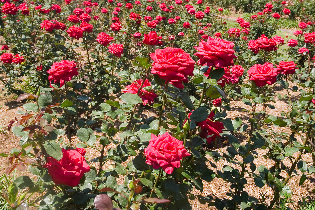 New Farm Rose Gardens03+ Red roses for a blue lady in New… Flickr