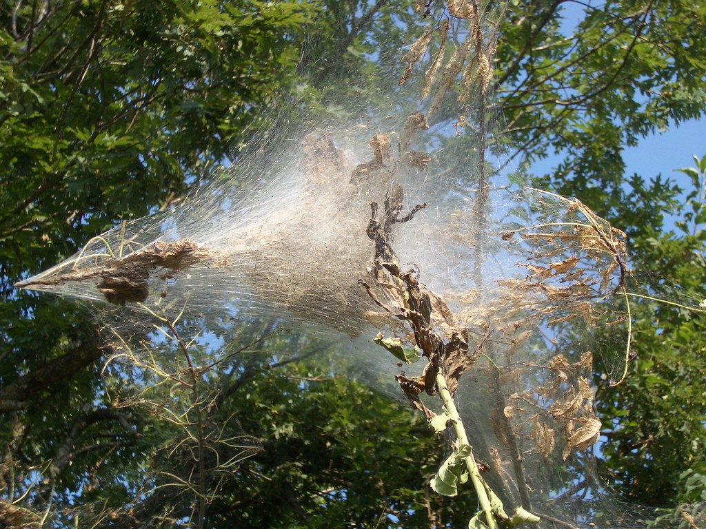 Silk Worm Nest Angela Wagner Flickr