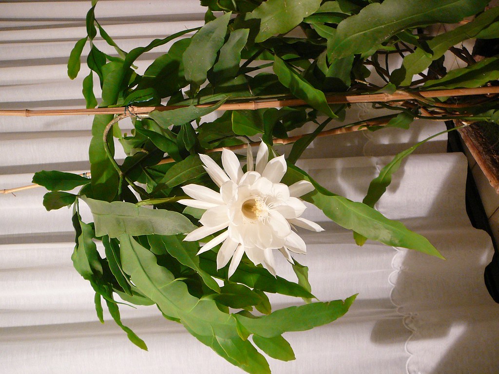 Queen of the Night This plant which I would like to ID (se… Flickr