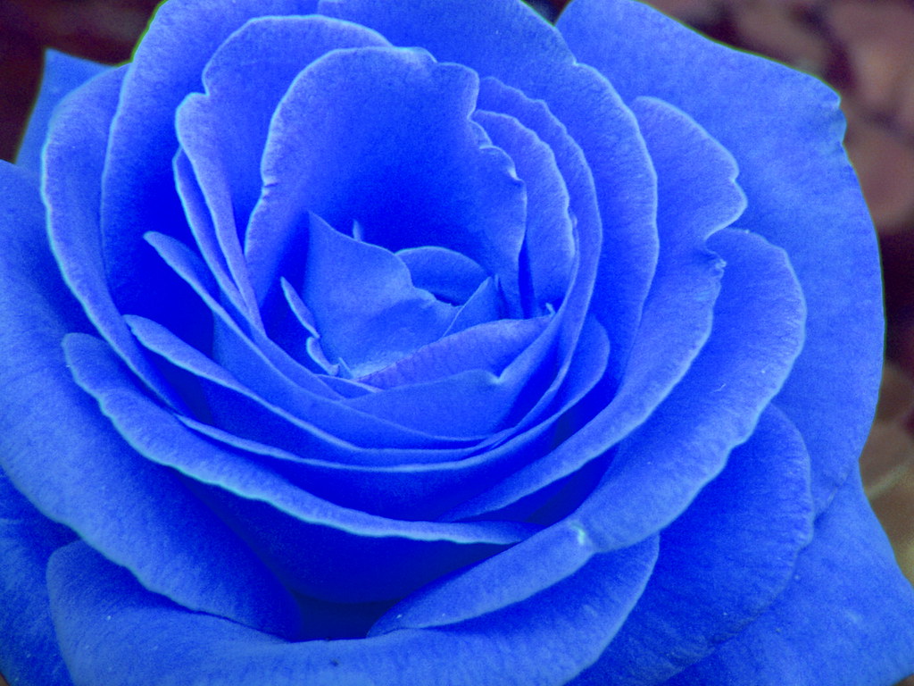 Blue rose Who said that a blue rose doesn't exist? The blu… Flickr