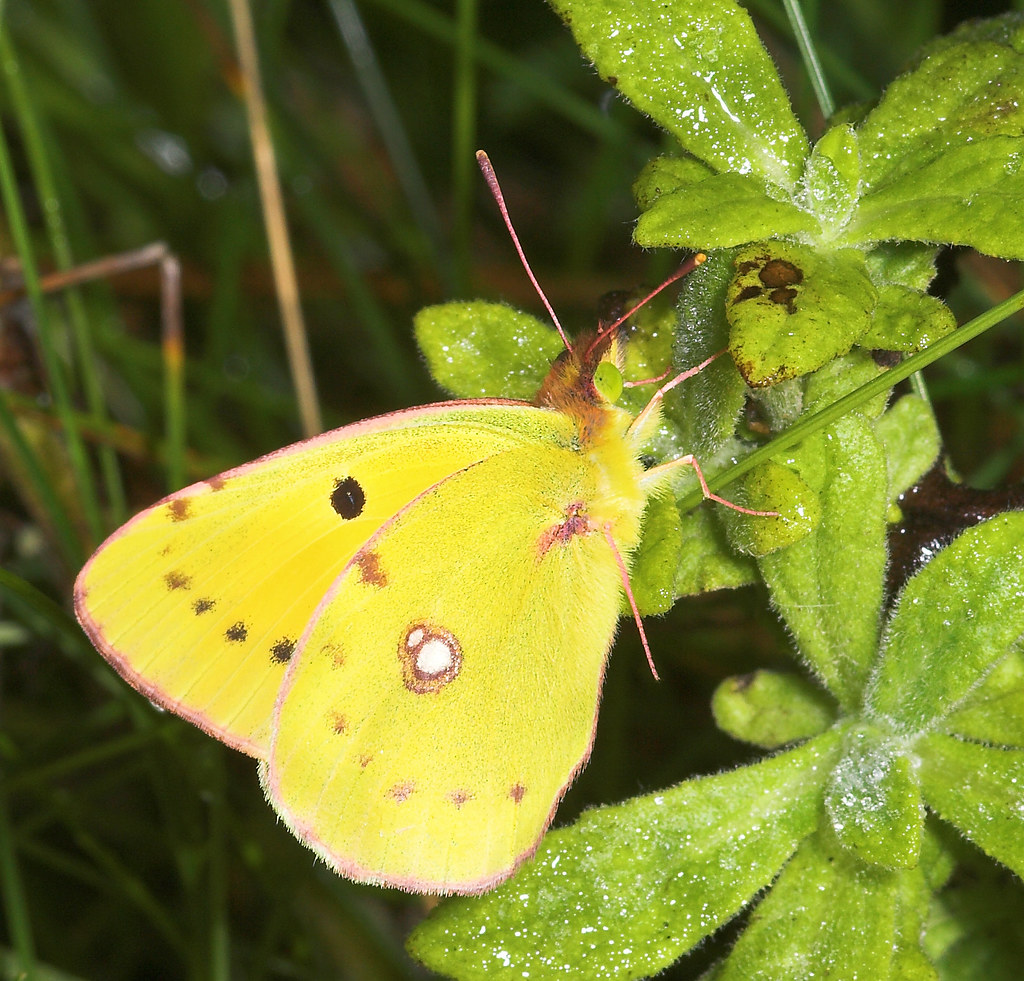 Pale Clouded Yellow Butterfly (colias(2) Pale Clouded Yell… Flickr