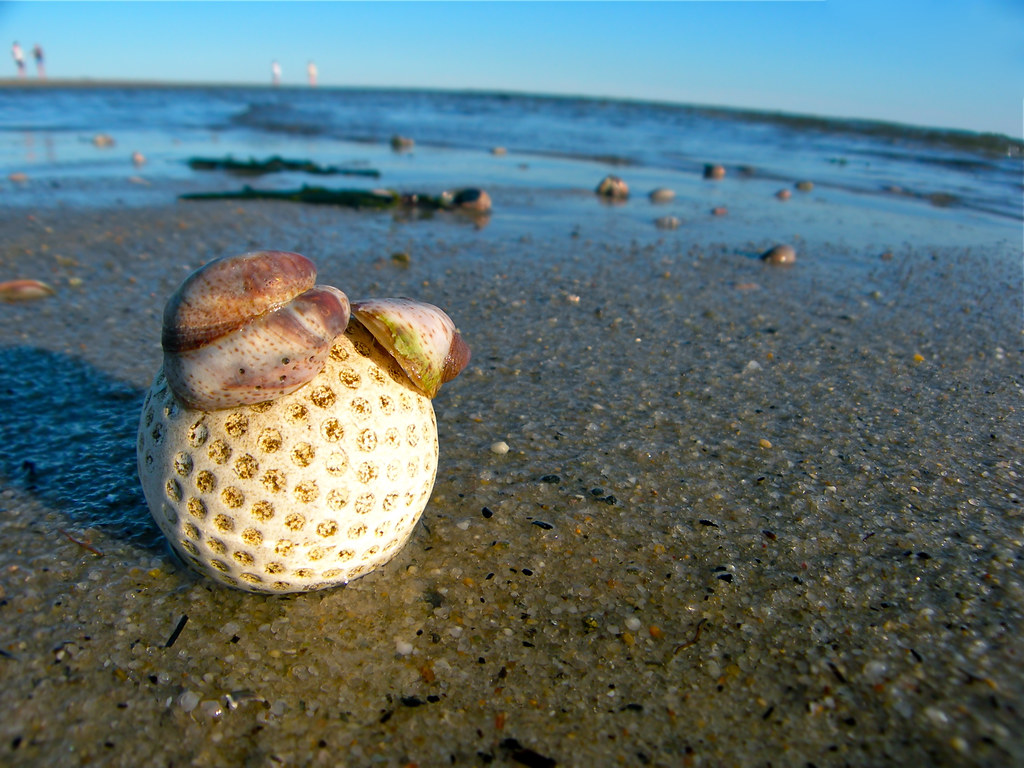 Cape Cod Beach Golf Ball (with Shells) Ridgevale Beach at … Flickr