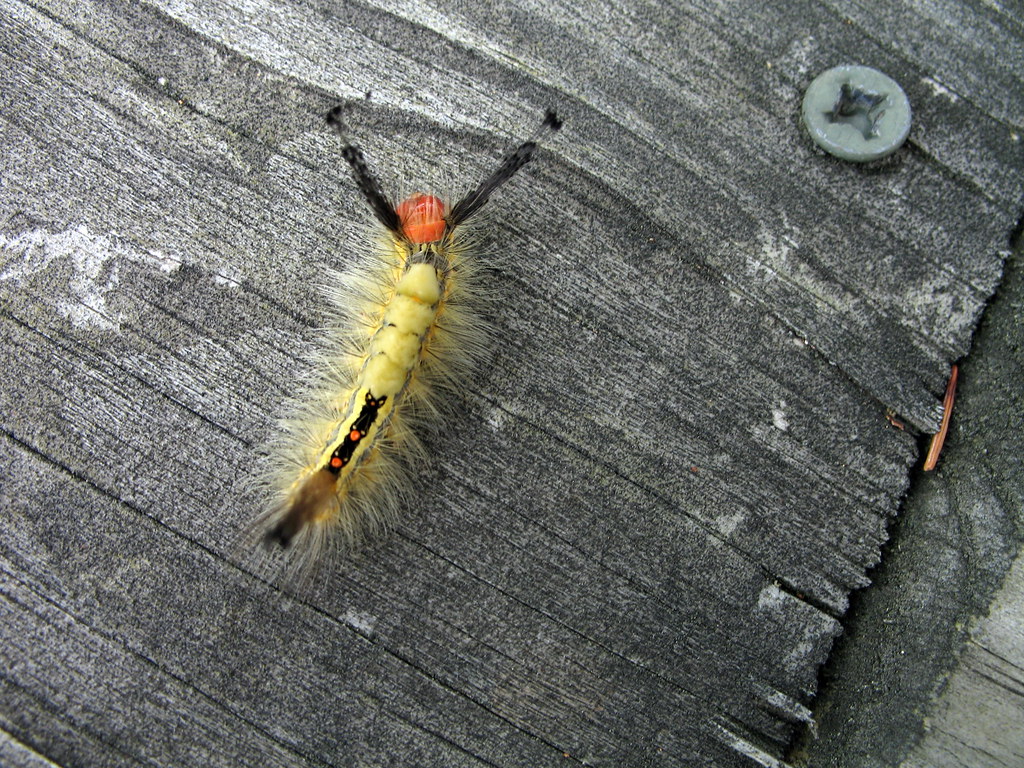 craaaaazy caterpillar The four yellow tufts on its back we… Flickr