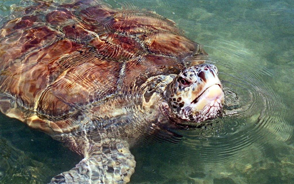 France, l'île de la Réunion, les Tortue de mer de la ferme