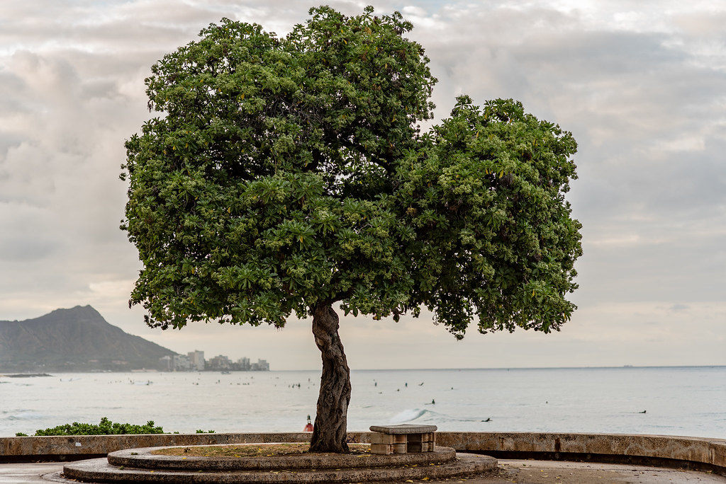 A Poem Lovely as a Tree I think that I shall never see A