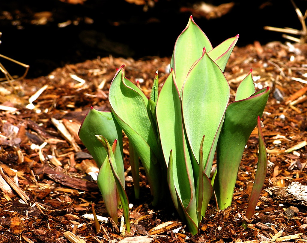 sprouting tulip plants First in a series... We had a long,… Flickr