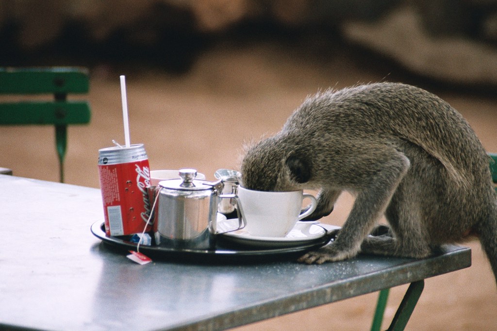 coffee time Vervet monkey drinking coffee on a picknik spo… Flickr
