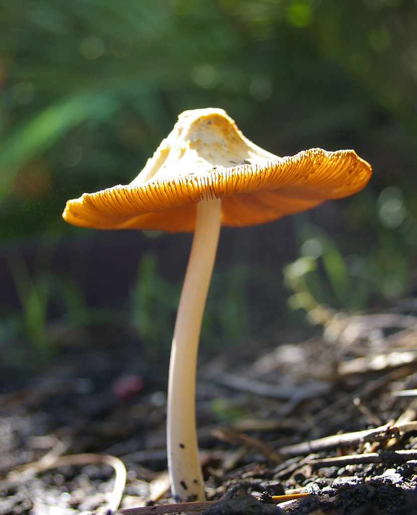 IMGP0229 mushroom Flat topped mushroom in garden bed Rae Allen