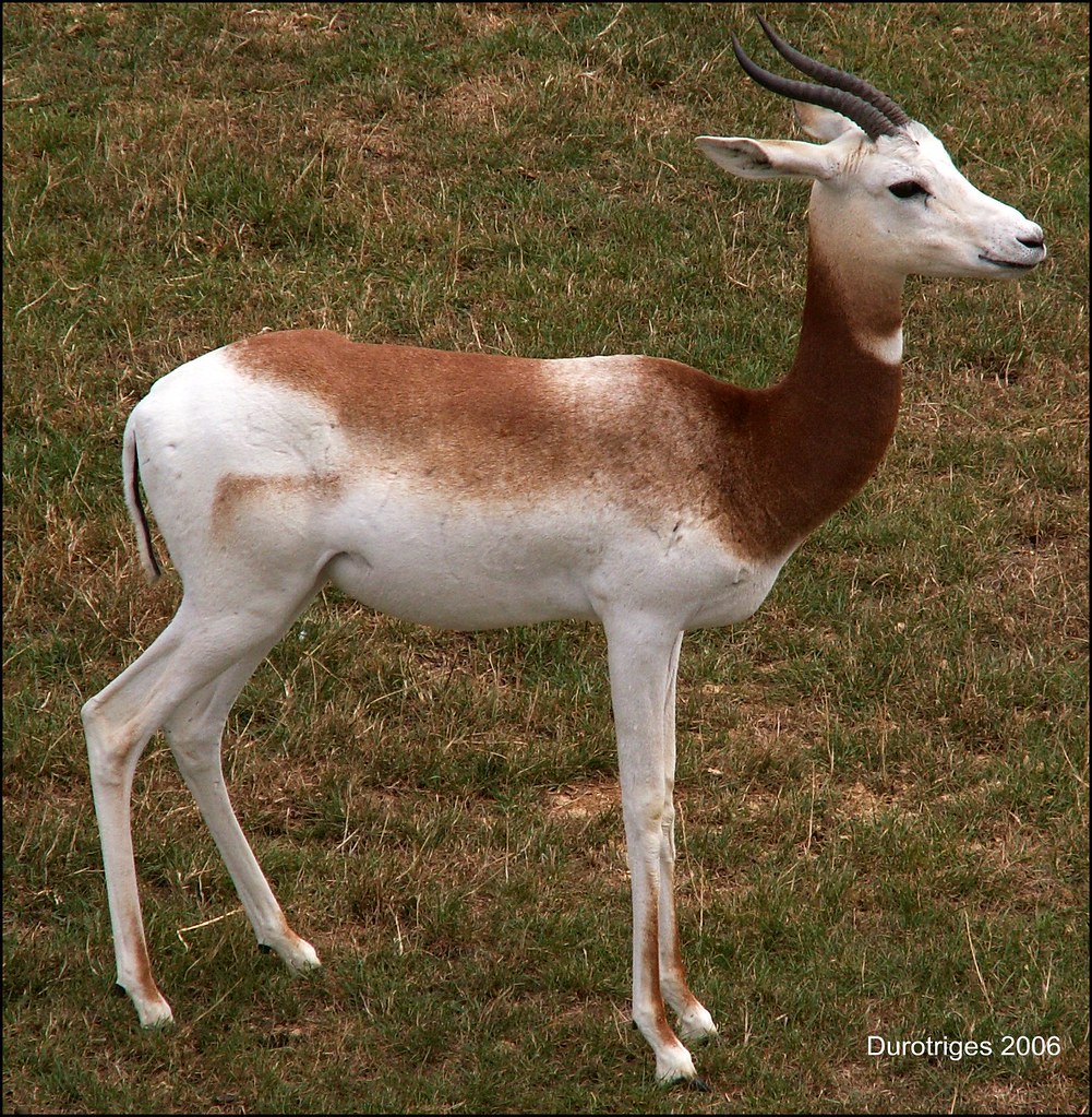 Dama Gazelle The Dama Gazelle of North Africa are classifi… Flickr
