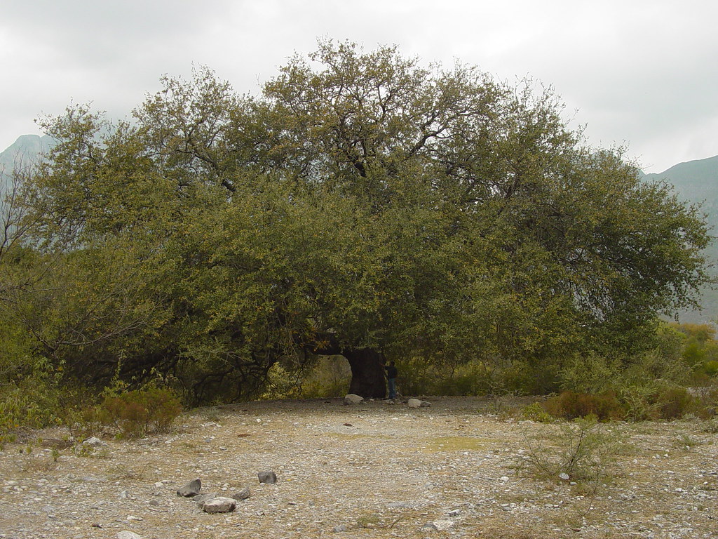 Encino siempre verde / Live oak (Quercus fusiformis) Flickr