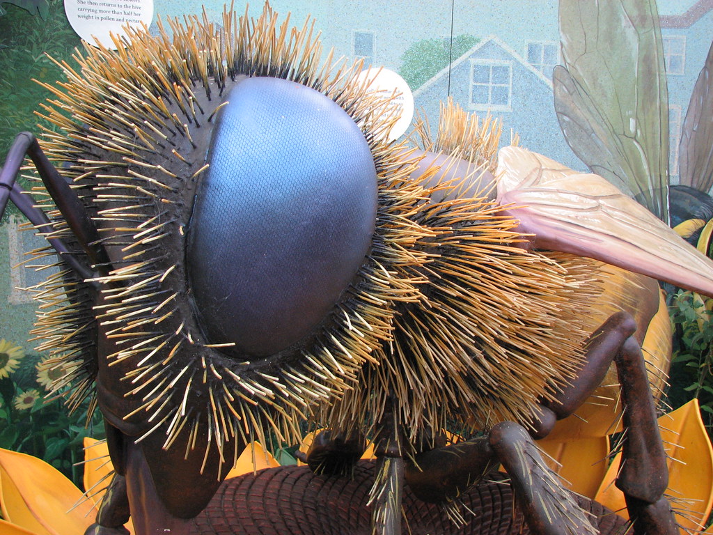 Biggest Bee Ever Greg Flickr