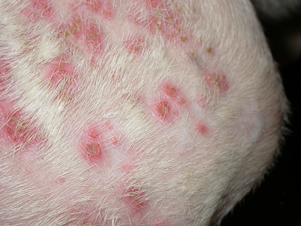 DSCN5207 folliculitis (confirmed by a pathologist )in a do… Flickr