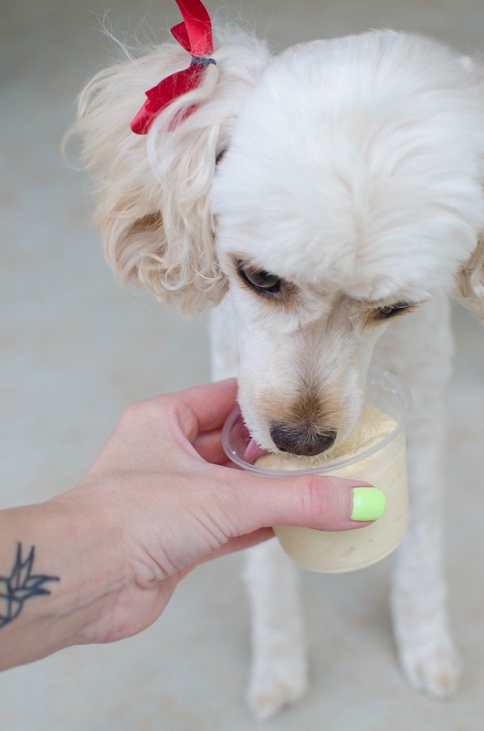 Pumpkin Peanut Butter Dog Ice Cream Fake Ginger