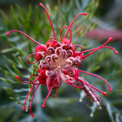 Grevillea The Art of Serendpity l&coolj Flickr