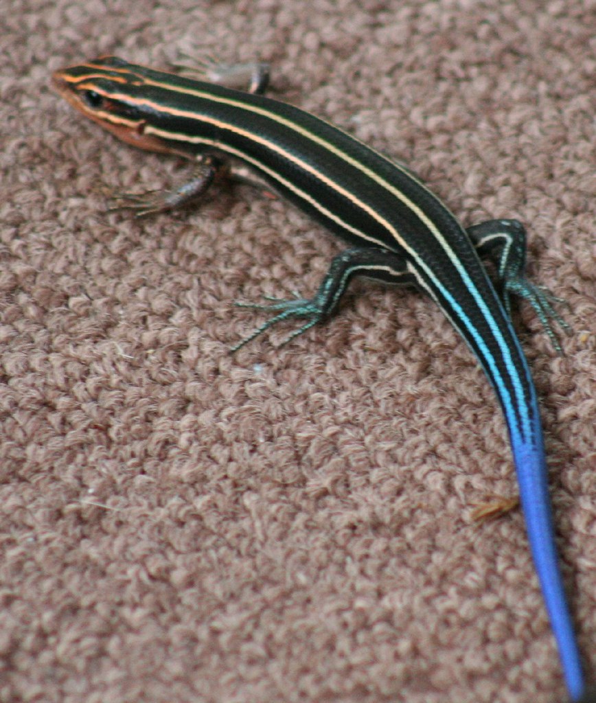 Blue Tailed Skink A blue tailed skink that was on our porc… Flickr