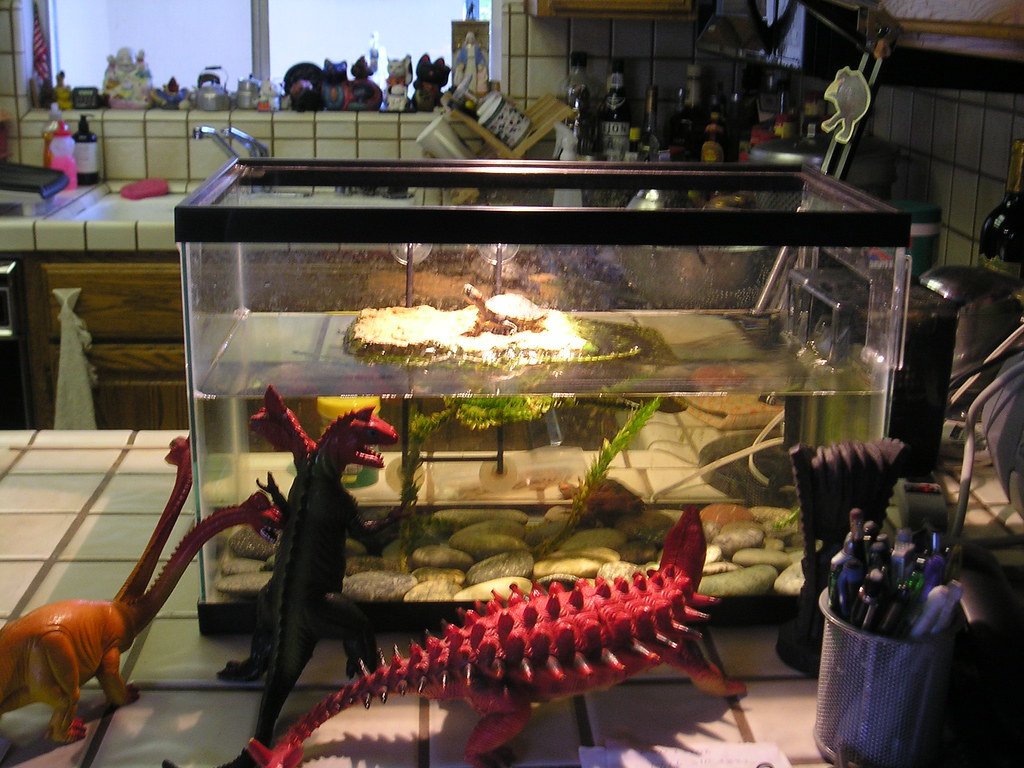 turtle tank My turtle set up a 10 gallon tank with a fil… Flickr