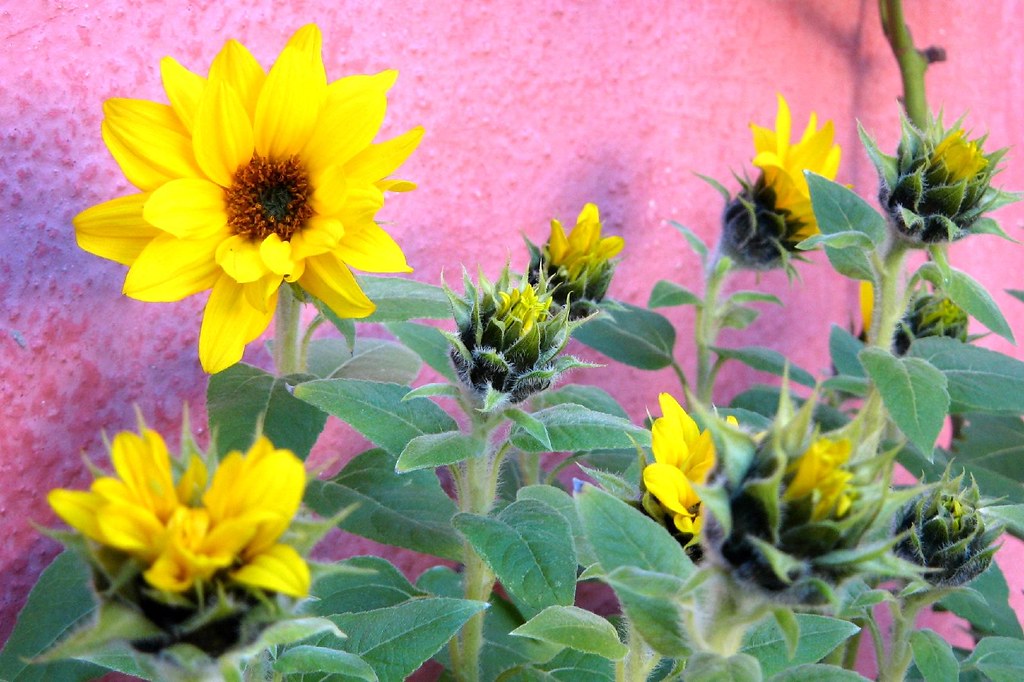 Mini sunflowers III Till Westermayer Flickr
