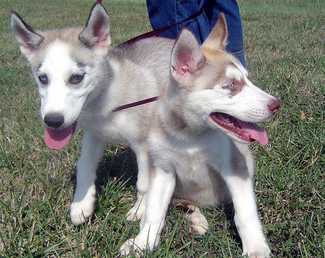 Husky Puppy Rescue Colorado / Colorado Puppy Rescue 2018 Before and