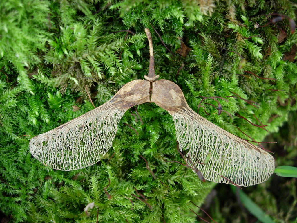 Sycamore Maple Seeds Laurence Livermore Flickr